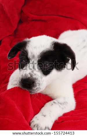 Cute black and white puppy makes a mess with a Christmas blanket