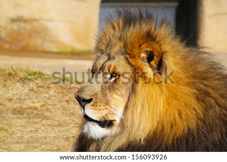 Large lion