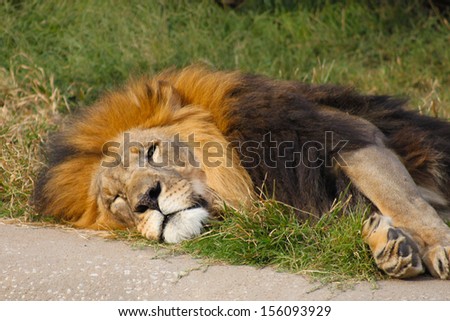Large lion