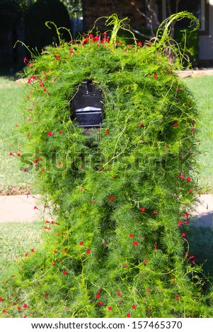 Mail box covered in vine
