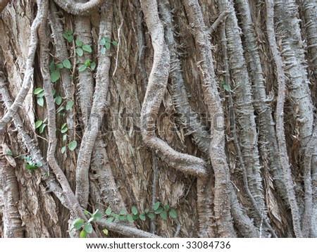 Roots and vines