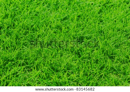 Green field of grass
