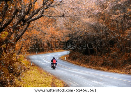 Free Photos Beautiful Pink Sakura Landscape View On Road At Doi Ang