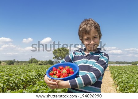 Boy with a bowl of strawberries on a strawberry field