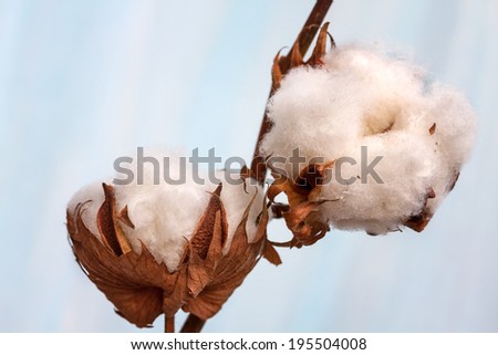 Cotton buds branch. Small Depth of Field (DOF)