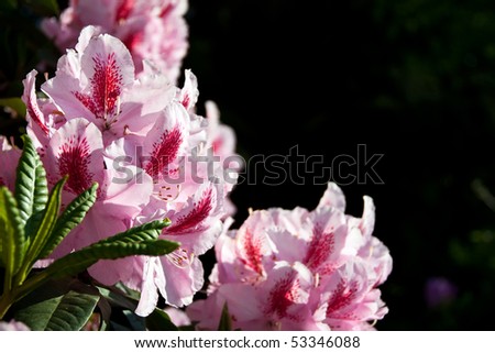 Flowers pink Rhododendron