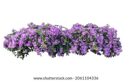 Similar – Purple flowers on bush