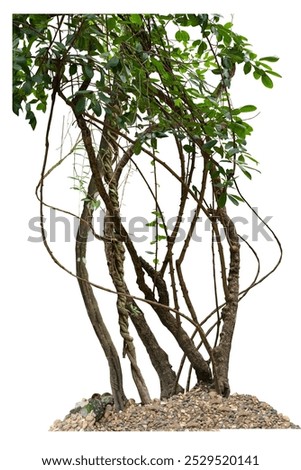 Image, Stock Photo Tree trunk with its annual rings