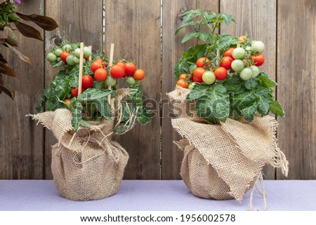 Similar – Foto Bild Eine kleine Tomatenpflanze mit einigen Blättern