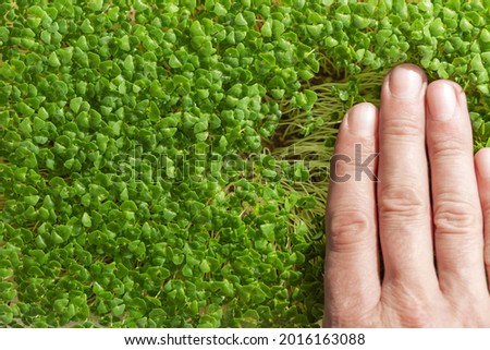 Similar – Foto Bild Grüne Sprossen von Chia, Rucola und Senf in einem weißen runden Teller, Ansicht von oben. Ein gesundes Nahrungsergänzungsmittel mit den Vitaminen C, E und K