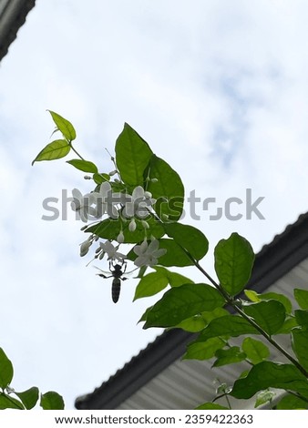 Similar – Image, Stock Photo there could be rain