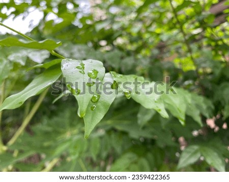 Similar – Image, Stock Photo there could be rain