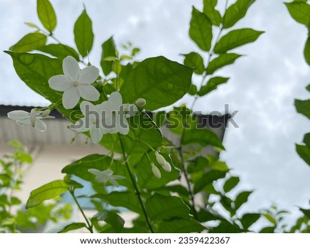 Similar – Image, Stock Photo there could be rain