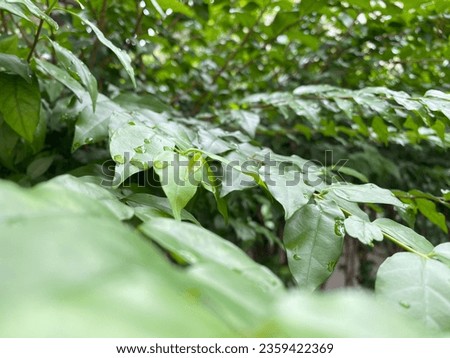 Similar – Image, Stock Photo there could be rain