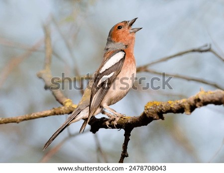 Image, Stock Photo Singing Finch Chaffinch