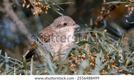 Similar – Image, Stock Photo Sea buckthorn hedge