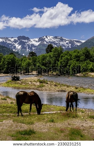 Similar – Image, Stock Photo Horses in the mountains in Iceland