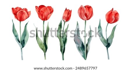 Red tulip flowers watercolor collection. Set of spring and summer flowers painting isolated on white background. Vector illustration