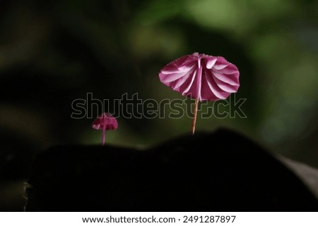 Similar – Image, Stock Photo A skirt like a tablecloth set with currants