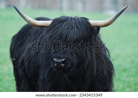 Similar – Image, Stock Photo Scottish highland cattle in the sunshine on a pasture in Oerlinghausen near Bielefeld at the Hermannsweg in the Teutoburg Forest in East Westphalia-Lippe, photographed in classic black and white