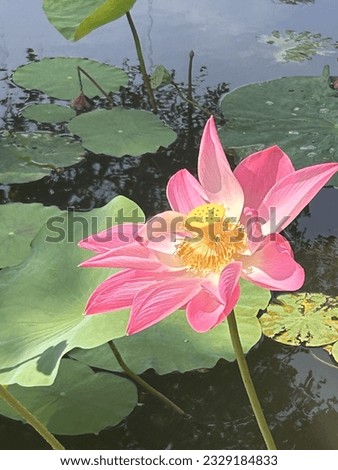 Lotus Flower a.k.a Teratai Mekar di Kebun Raya Bogor Stock fotó © 