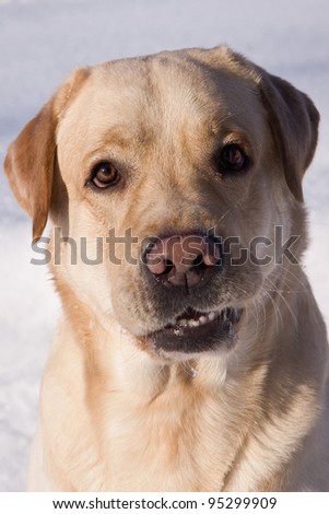 Labrador dog hunting in a winter snow