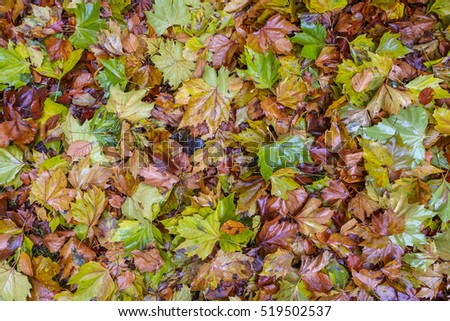 Wet fallen autumn leaves on a forest floor Stockfoto © 