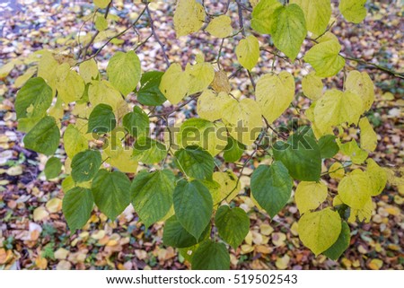 Yellow and green leaves on branches, against a blurred background of fallen autumn leaves Stockfoto © 