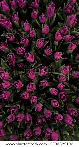 Similar – Image, Stock Photo Dwarf tulip Elegant