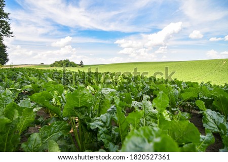 Similar – Image, Stock Photo Land of plenty | for vegetable lovers