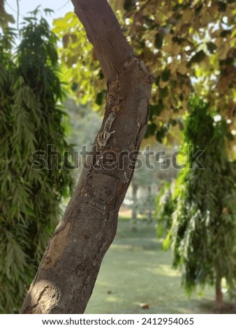 Similar – Image, Stock Photo Squirrel seeks food on the terrace