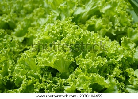 Similar – Image, Stock Photo Fresh salad of green chard leaves or mangold