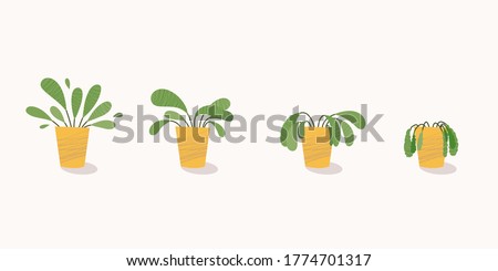 Stages of withering, a wilted plant in a pot, abandoned houseplant without watering and care. Potted plant dying. Vector illustration