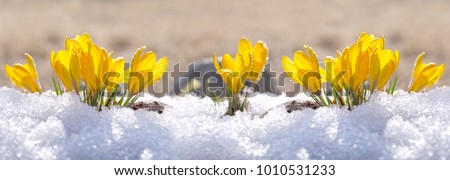 Similar – Image, Stock Photo First snow with drops on flower