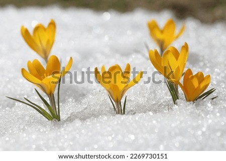 Similar – Foto Bild Schneeblumen-Kaltem Eis