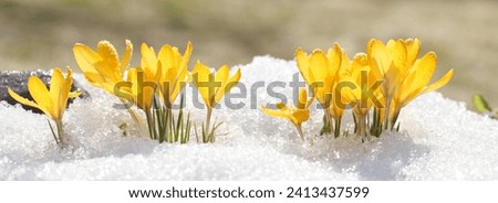 Similar – Foto Bild Schneeblumen-Kaltem Eis