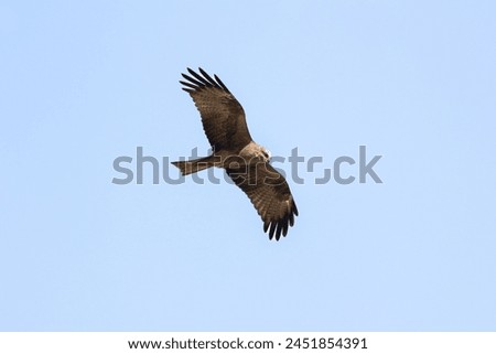 Similar – Image, Stock Photo The red kite glides elegantly through the air. The sky is cloudy, but he looks down spellbound.