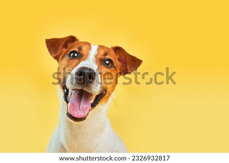 Similar – Image, Stock Photo funny jack russell dog at home during Halloween standing on two legs on stool asking for treats. Halloween party decoration with garland, orange balloons and net