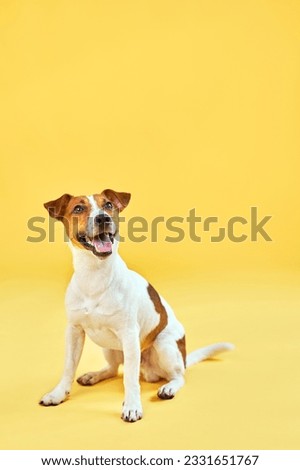 Similar – Image, Stock Photo Cute dog sitting in room