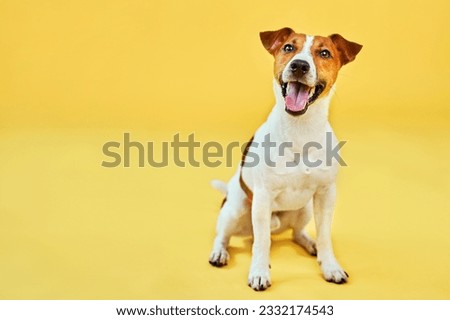 Similar – Image, Stock Photo funny jack russell dog at home during Halloween standing on two legs on stool asking for treats. Halloween party decoration with garland, orange balloons and net