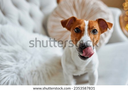 Similar – Image, Stock Photo funny jack russell dog at home during Halloween standing on two legs on stool asking for treats. Halloween party decoration with garland, orange balloons and net