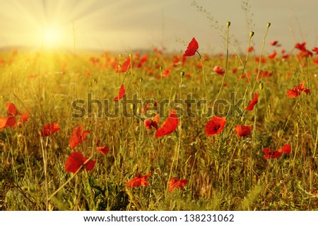 Red poppies field against sunlight