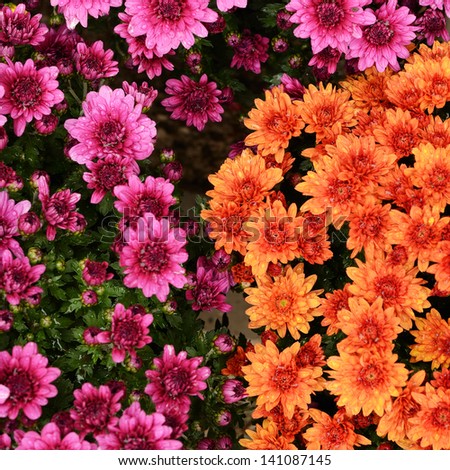 Orange and purple chrysanthemum flowers background