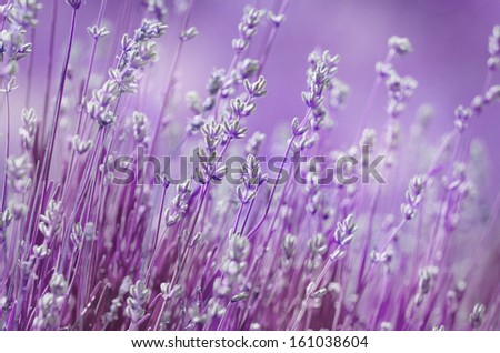 Lavender flowers bloom summer time