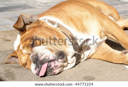 Cute tired sleeping bulldog hot summer day.
