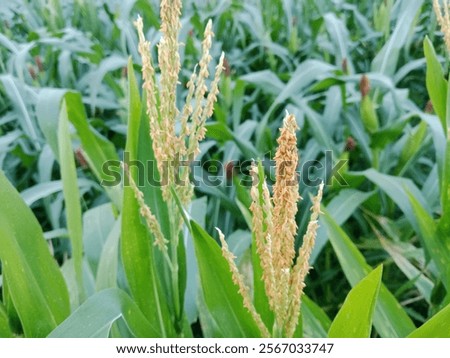 Similar – Image, Stock Photo Cornflowers in the cornfield