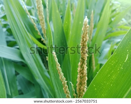Similar – Image, Stock Photo Cornflowers in the cornfield