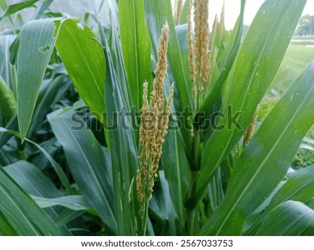 Similar – Image, Stock Photo Cornflowers in the cornfield