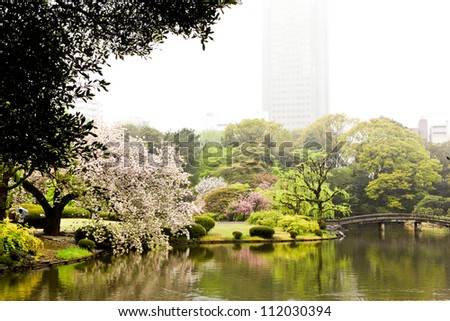Cherry Blossoms in Japanese Garden near Shinjuku, Tokyo