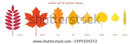 Vector set of autumn leaves. Fine elements of a various trees with realistic margins. Rowan, maple, oak, elm, poplar, birch, American linden and willow leaves. Palette of red, orange and yellow colors